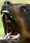 Mary M Gusella: Ukrainian Archive philo-Semitism encounters a snarling Rottweiler